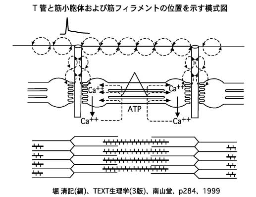 運動器系13 14－運動生理1 2