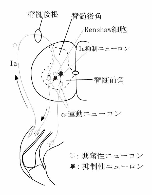 神経系 1 12 脊髄反射1