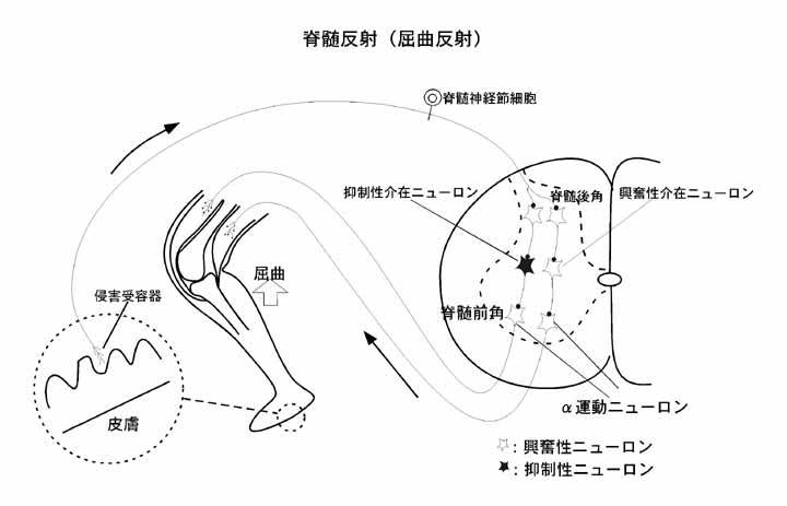 神経系 1 12 脊髄反射1