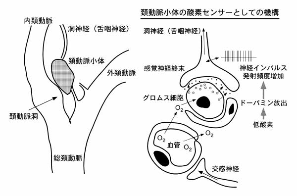 呼吸器系10 呼吸生理3