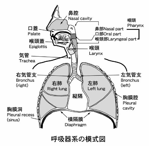 呼吸器系2 3 呼吸解剖1 2