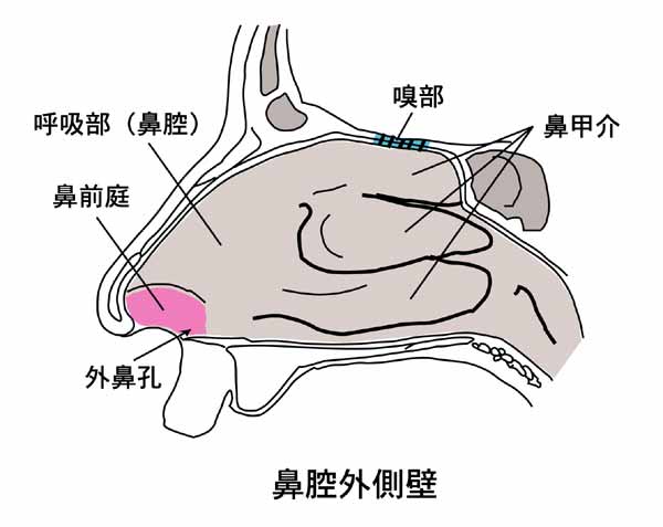 呼吸器系2,3－呼吸解剖1,2