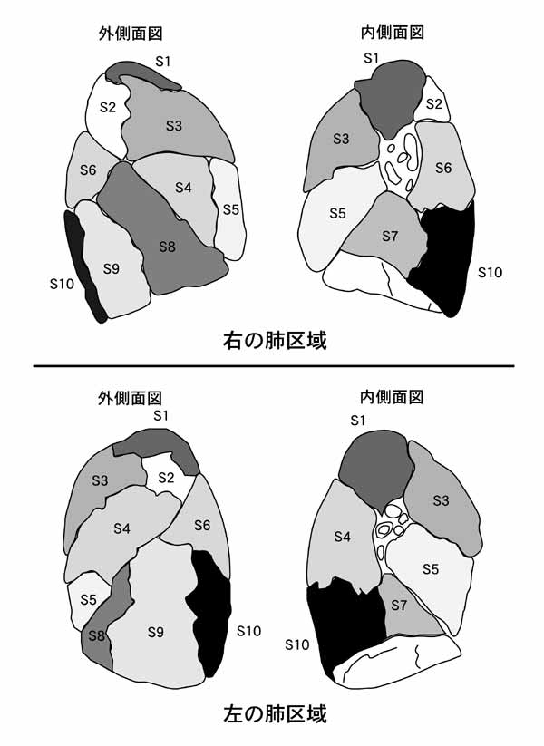 呼吸器系2 3 呼吸解剖1 2