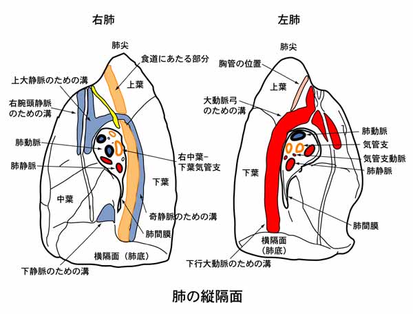 呼吸器系2 3 呼吸解剖1 2