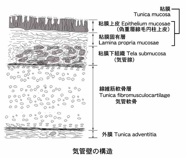 呼吸器系4 5 呼吸組織1 2