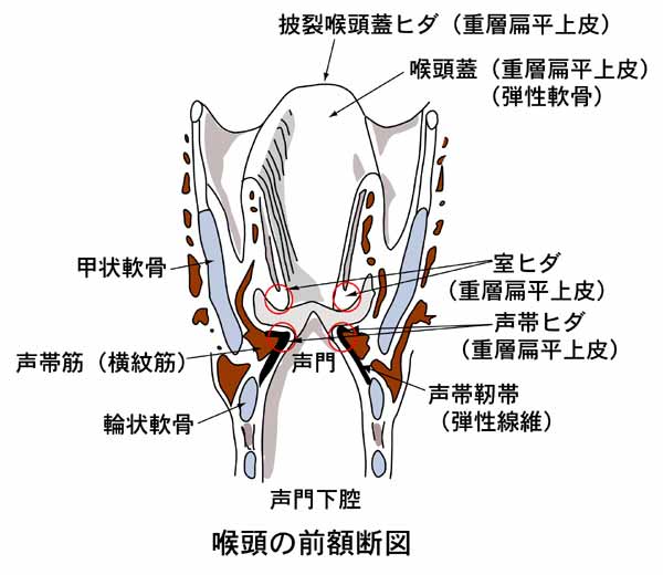 呼吸器系4 5 呼吸組織1 2