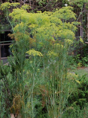 東邦大学 薬用植物園 ハーブ園 ディル