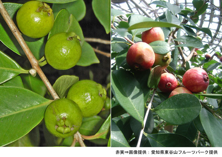 東邦大学薬学部 薬用植物園 ハーブ園 バンジロウ