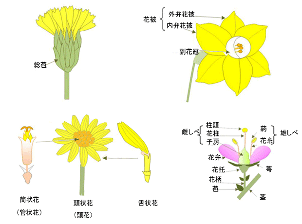 東邦大学薬学部 薬用植物園 ハーブ園 用語解説