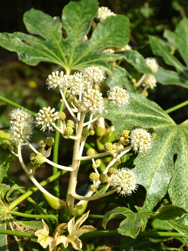 東邦大学薬学部 薬用植物園 過去の見所