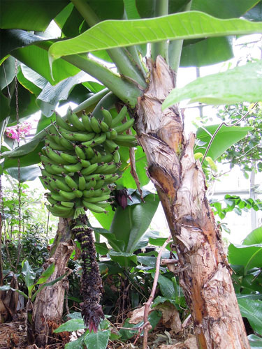 東邦大学薬学部 薬用植物園 見本園 バナナ