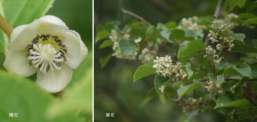 東邦大学 薬用植物園 見本園 サルナシ