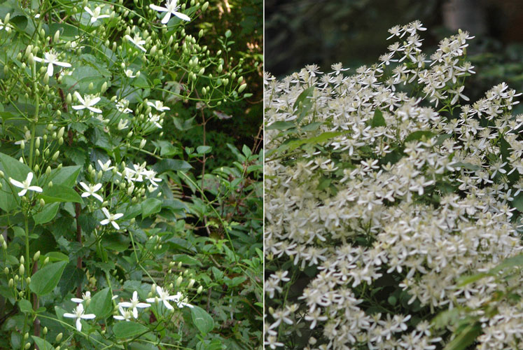 東邦大学薬学部 薬用植物園 見本園 センニンソウ