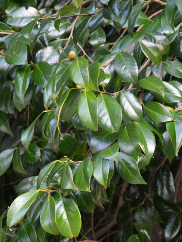 東邦大学薬学部 薬用植物園 薬木園 ヤブツバキ