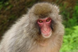 嵐山のニホンザル、個体識別用の顔写真