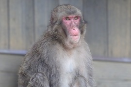 嵐山のニホンザル、個体識別用の顔写真