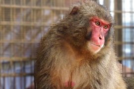 嵐山のニホンザル、個体識別用の顔写真