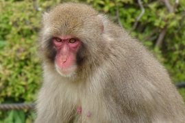 嵐山のニホンザル、個体識別用の顔写真