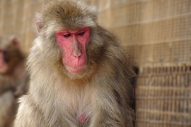 嵐山のニホンザル、個体識別用の顔写真