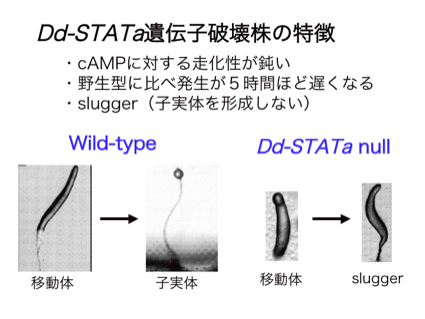 STATa標的候補遺伝子の検索