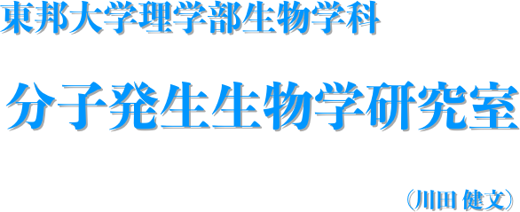 東邦大学理学部生物学科
分子発生生物学研究室
（川田 健文）